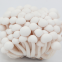 Fresh mushroom (WWWdotSULEN-INDdotCOM)