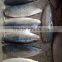 Processed frozen Pacific mackerel fillet and Scomber Japonicus