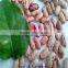 light speckled kidney beans supplier(long shape)