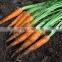 EXPORTING CARROTS