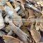 Vietnam split cassia / cinnamon - thin split cassia, high oil content, reddish color in new drop