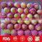 fresh fuji apple fruit for sale from China wholesale distributors