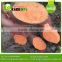 Supply Fresh Sweet Potato WITH HIGH QUALITY AND COMPETITIVE PRICE