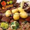 Fresh Chinese bulk Chestnut, raw fresh chestnuts for sale