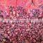 FRESH red onion
