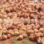 well seasoned semi husked coconut