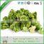 Fashion hotsell freeze-dried organic broccoli