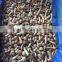 top quality china mushroom with good price