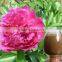 pure natural white Peony extract Paeoniflorin ISO, GMP, HACCP, KOSHER, HALAL certificated.