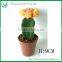 Mini Colorful Indoor Cactus plants