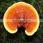 Ganoderma Lucidum Extract Reishi Mushroom to Protect Liver