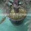 long life time 4 foot fake christmas tree artificial christmas tree in pot
