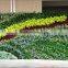 Green plants wall artificial