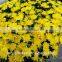 Most popular new coming cut fresh chrysanthemum many colors for balcony decoration