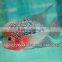 Flowerhorn fish farm and wholesale in Thailand
