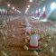 Hot Galvanized Automatic Egg Poultry Farm/Guangzhou Chicken Cage