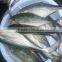 Frozen Horse Mackerel