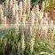 Psyllium Husk