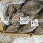 FROZEN SILVER POMFRET / FROZEN BLACK POMFRET