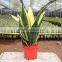 Golden Sansevieria