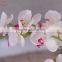2016 high quality artificial plant flower all holiday occasion white butterfly orchid