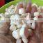 natural tridacninae crushed stone for wholesale,Tridacnidae jewelry,gemstone