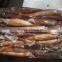 Frozen Argentina Squid