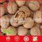 juglans regia