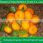 Fresh Nanfeng Honey Baby Mandarin Supplier From China