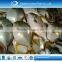 IQF frozen whole round golden pomfret fish