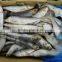 Cheap sardine sea fish