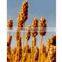 Plantago Ovata Extract