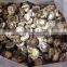 China Dried Mushroom Shiitake