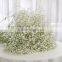 Fresh Cut Gypsophila Flowers For Wholesale