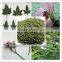 New Harvest Marshmallow Leaf Althaea Officinalis Leaf For Herbal Cigarette Raw Materials