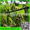 Supper trellis netting climbing plant support net / plant support stick net
