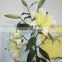 Pure and mild flavor classical yellow oriental lilies
