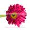 Classic and pretty export roses flowers rose with 0.6-0.8kg/bundle from Yunnan, China