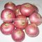 Indian onion Wholesale Exporter