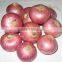 Export Quality of Big Onion