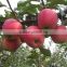 Wholesale competitive price fresh red qinguan apple exporter in China