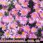 Chrysanthemum