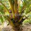 natural coconut fruit palm tree