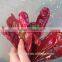 Chinese Water Washed Paprika Pod/Dried Chili