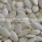 snow white pumpkin seeds in bulk for sale-Inner Mongolia