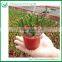 Stick Indoor Succulent Plant Wholesale