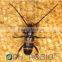 Pheromone lures of Semanotus bifasciatus with trap set