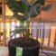 in door plant pot
