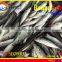 FROZEN MARUADSI WHOLE ROUND (ROUND SCAD)