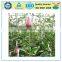 Food Grade PE Rose Bud Net
